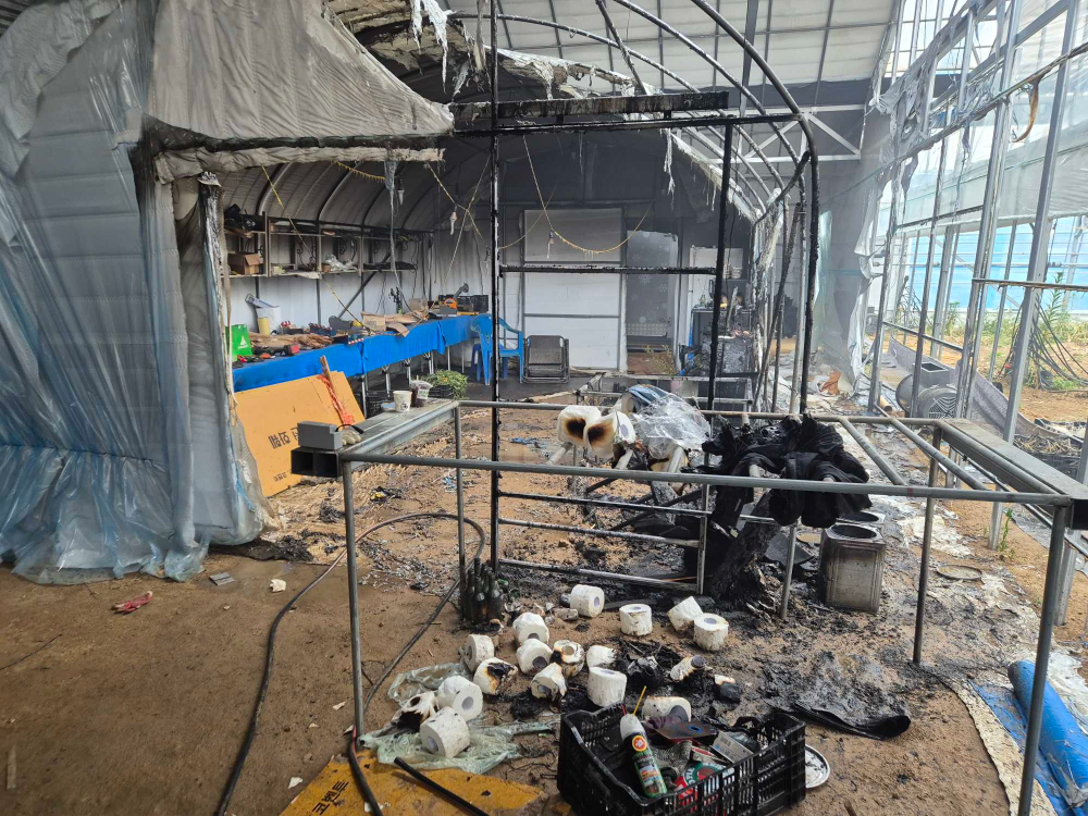 홍천 비닐하우스1.jpg