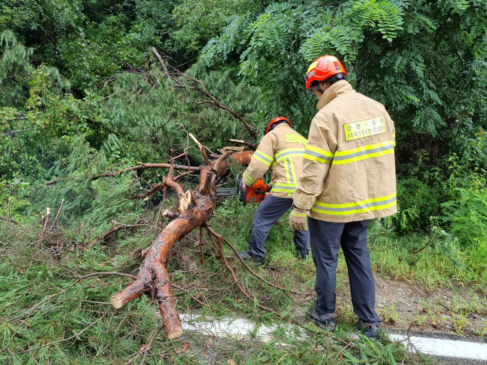 (1016) 홍천 서석면 수하리 나무전도.jpg
