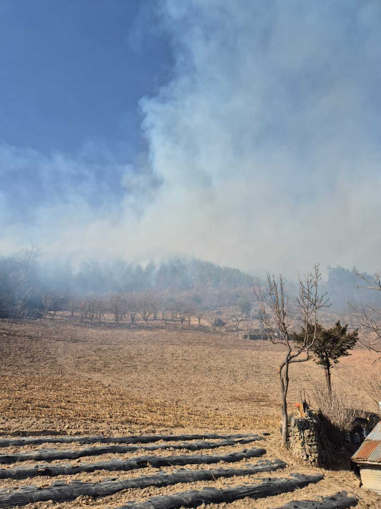 1336 삼척 도계읍 산불 1.jpg