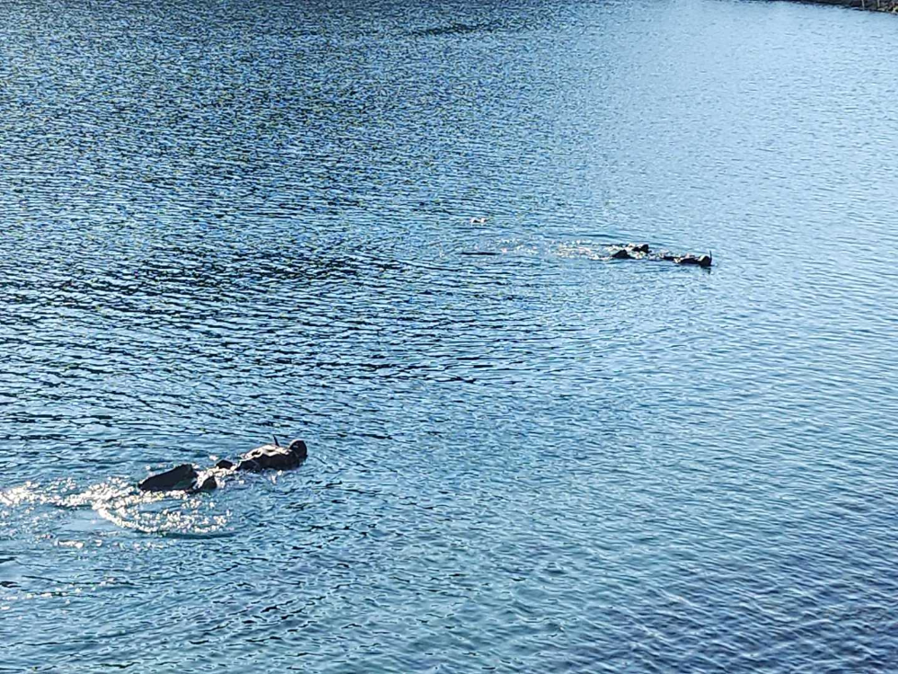 1348 삼척 원덕읍 수난사고 4.jpg