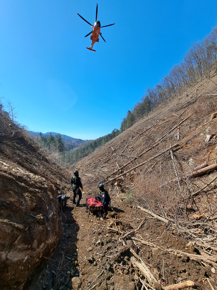 벌목작업 중 사고1.jpg